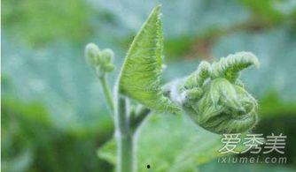 众人吃瓜树叶,揭秘吃瓜树叶的神秘魅力