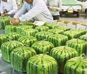 吃瓜群众卢小瓜,揭秘娱乐圈的“吃瓜群众”传奇