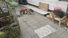 吃瓜狐狸照片,揭秘网红萌宠的日常趣事