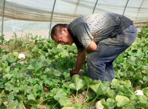 吃坟地的瓜好吗,揭秘吃坟地瓜的神秘传说与民间禁忌