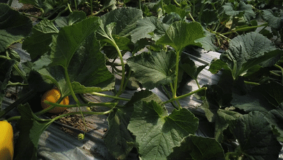 温州岛吃瓜,瓜果飘香，品味夏日风情