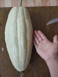 专吃叶子的瓜,探寻专吃叶子的神奇植物奥秘