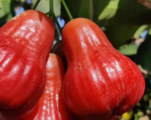 莲雾吃瓜小说作品,一场穿越时空的甜蜜复仇之旅