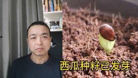 男主电梯吃瓜,男主意外见证都市风云