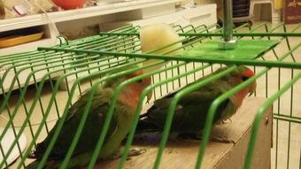 鹦鹉吃哈密瓜不吃,偏爱哈密瓜的奥秘