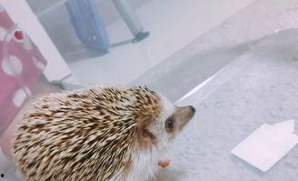 刺猬吃哈密瓜,一场奇妙的味蕾之旅