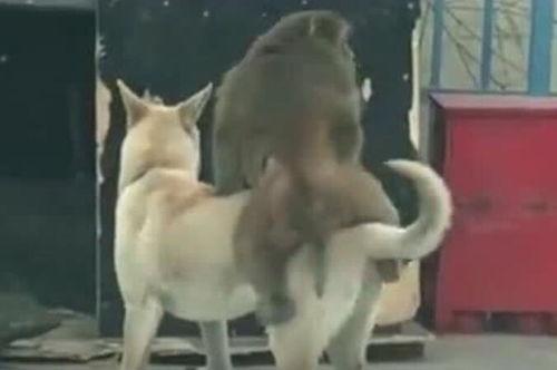 三狗吃瓜圈,揭秘娱乐圈的欢乐与争议