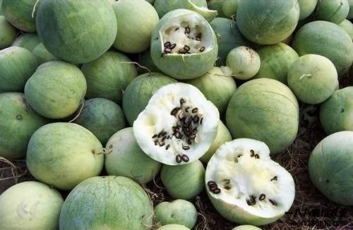 国人的吃瓜基因,从娱乐狂欢到文化现象