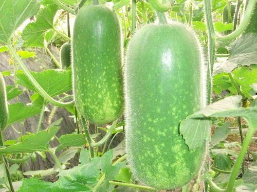 隔楼吃瓜全集,揭秘都市楼事风云