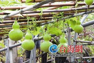 萌芽的葫芦瓜怎么吃