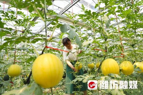 快乐吃瓜基地,揭秘瓜果乐园的欢乐时光