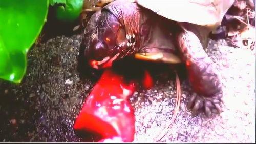 往日吃瓜大合集,盘点那些年我们一起追的瓜