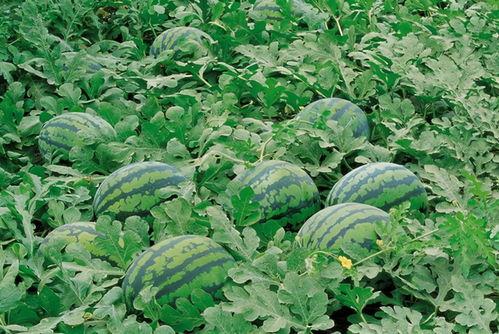 山上吃瓜诗句大全,品味古风中的山野瓜趣