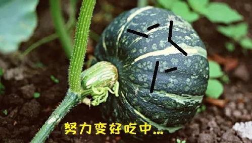 瓜胖是真吃吗,是真吃还是另有玄机？