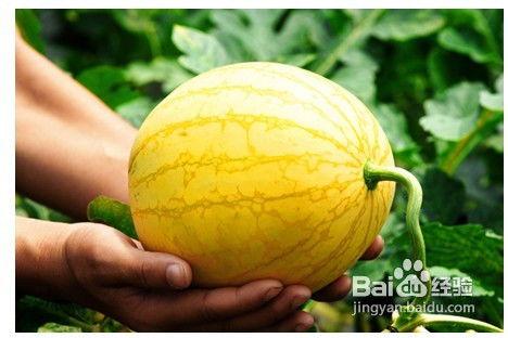 小瓜变软了吃,揭秘美味背后的科学原理