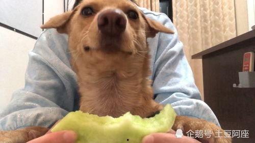 小狗可以吃田瓜吗怎么吃,小狗如何安全享用田瓜美味