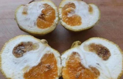 吃瓜日本核辐射,吃瓜群众的困惑与反思