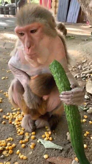 猴吃瓜怎么吃,猴吃瓜的趣味吃法揭秘