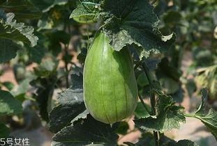 吃脆瓜是上火吗,揭秘夏日消暑佳品的上火之谜