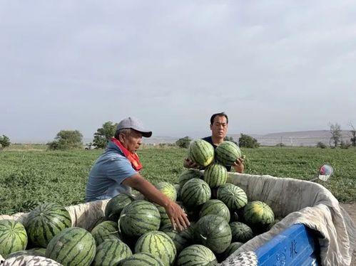 亿升广场吃瓜现场,揭秘网红美食背后的故事