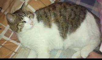 猫咪吃瓜吵架,一场关于瓜皮的争吵盛宴