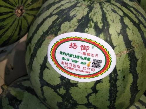 冠军夜吃瓜,揭秘娱乐圈幕后吃瓜大揭秘